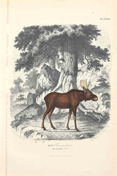 Canadian Deer - Original Lithograph by Paul Gervais - 1854
