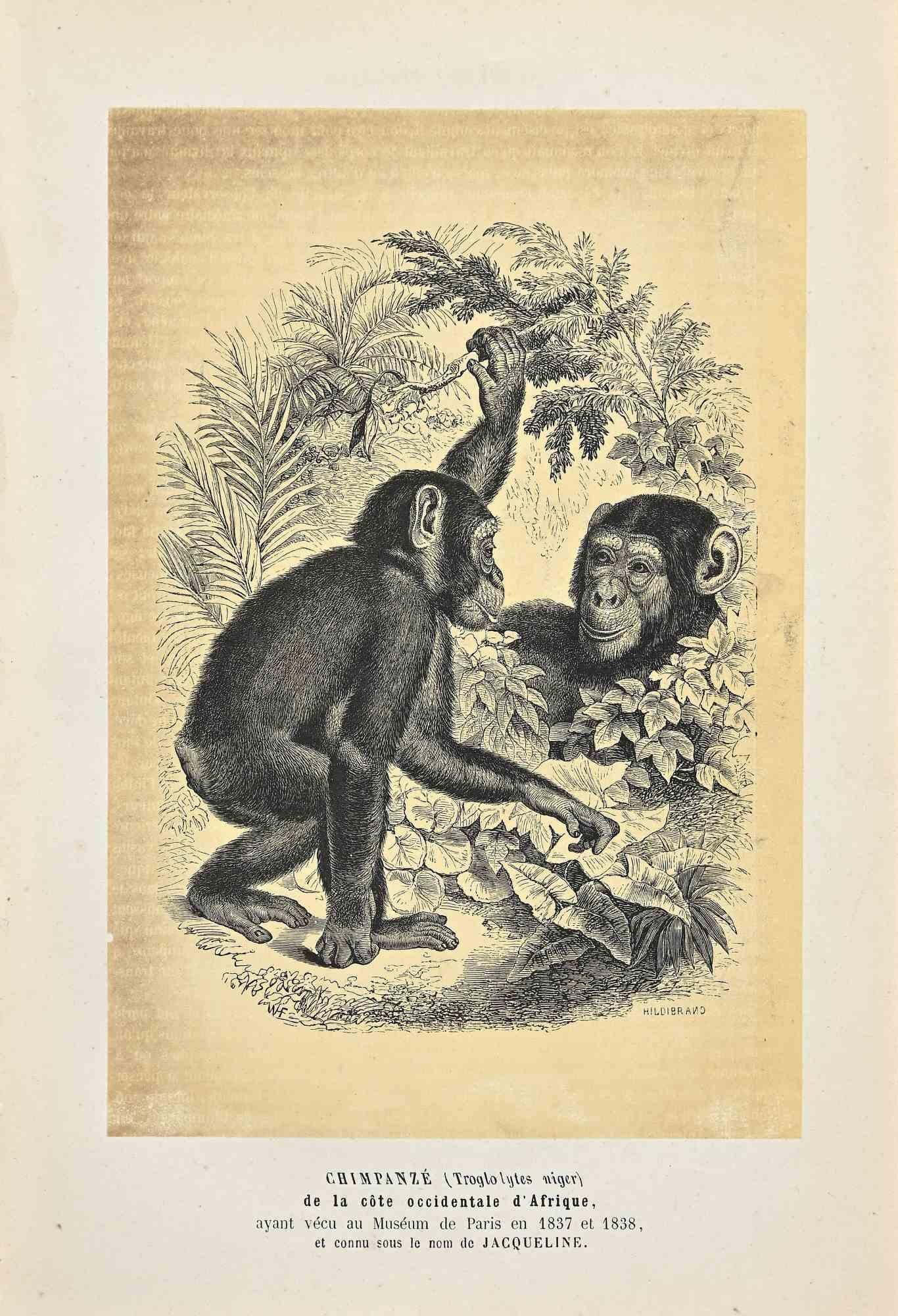 Chimpanzé est une lithographie originale sur papier couleur ivoire, réalisée par Paul Gervais (1816-1879). L'œuvre est tirée de la série "Les Trois Règnes de la Nature", et a été publiée en 1854.

Bonnes conditions à l'exception de quelques