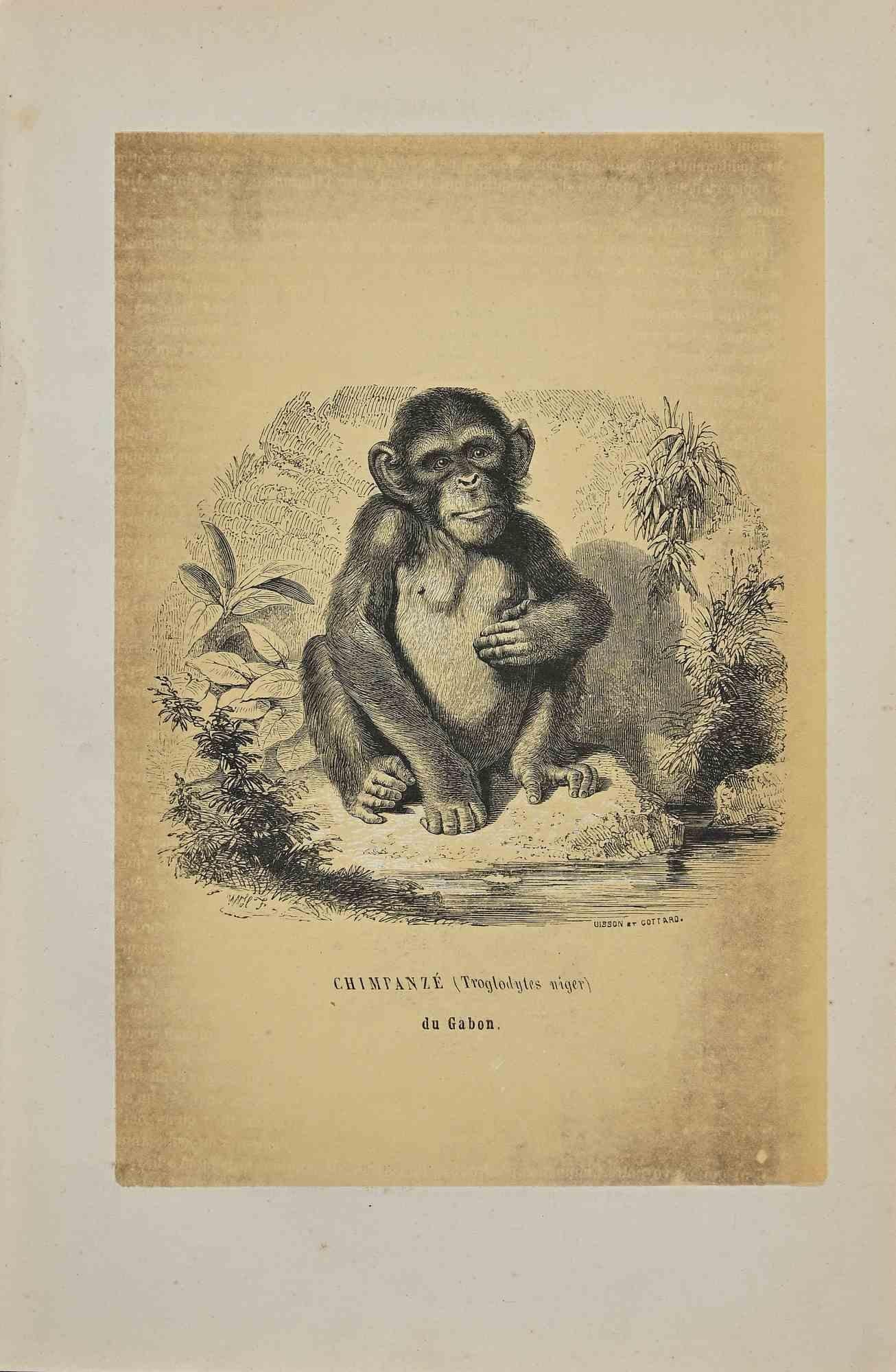 Chimpanzé est une lithographie originale sur papier couleur ivoire, réalisée par Paul Gervais (1816-1879). L'œuvre est tirée de la série "Les Trois Règnes de la Nature", et a été publiée en 1854.

Bonnes conditions à l'exception de quelques