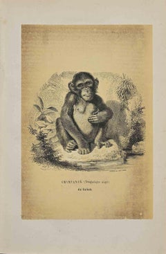 Chimpanzee - Original Lithograph by Paul Gervais - 1854