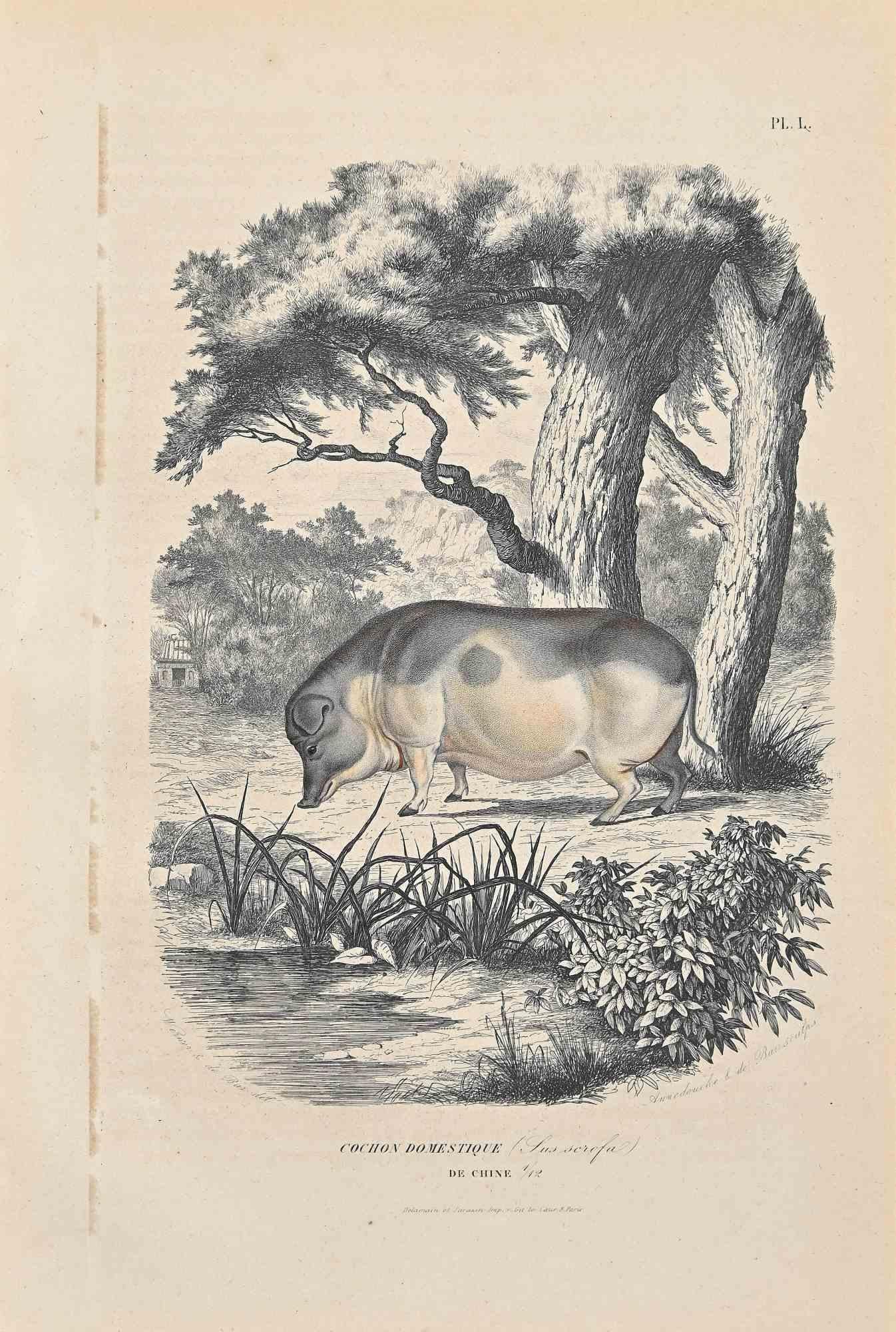 Chinesisches Hausschwein ist eine Originallithografie auf elfenbeinfarbenem Papier, die von Paul Gervais (1816-1879) geschaffen wurde. Das Kunstwerk stammt aus der Serie "Les Trois Règnes de la Nature" und wurde 1854 veröffentlicht.

Guter Zustand