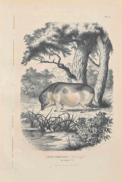 Pig Domestic Chinese - Lithographie originale de Paul Gervais - 1854