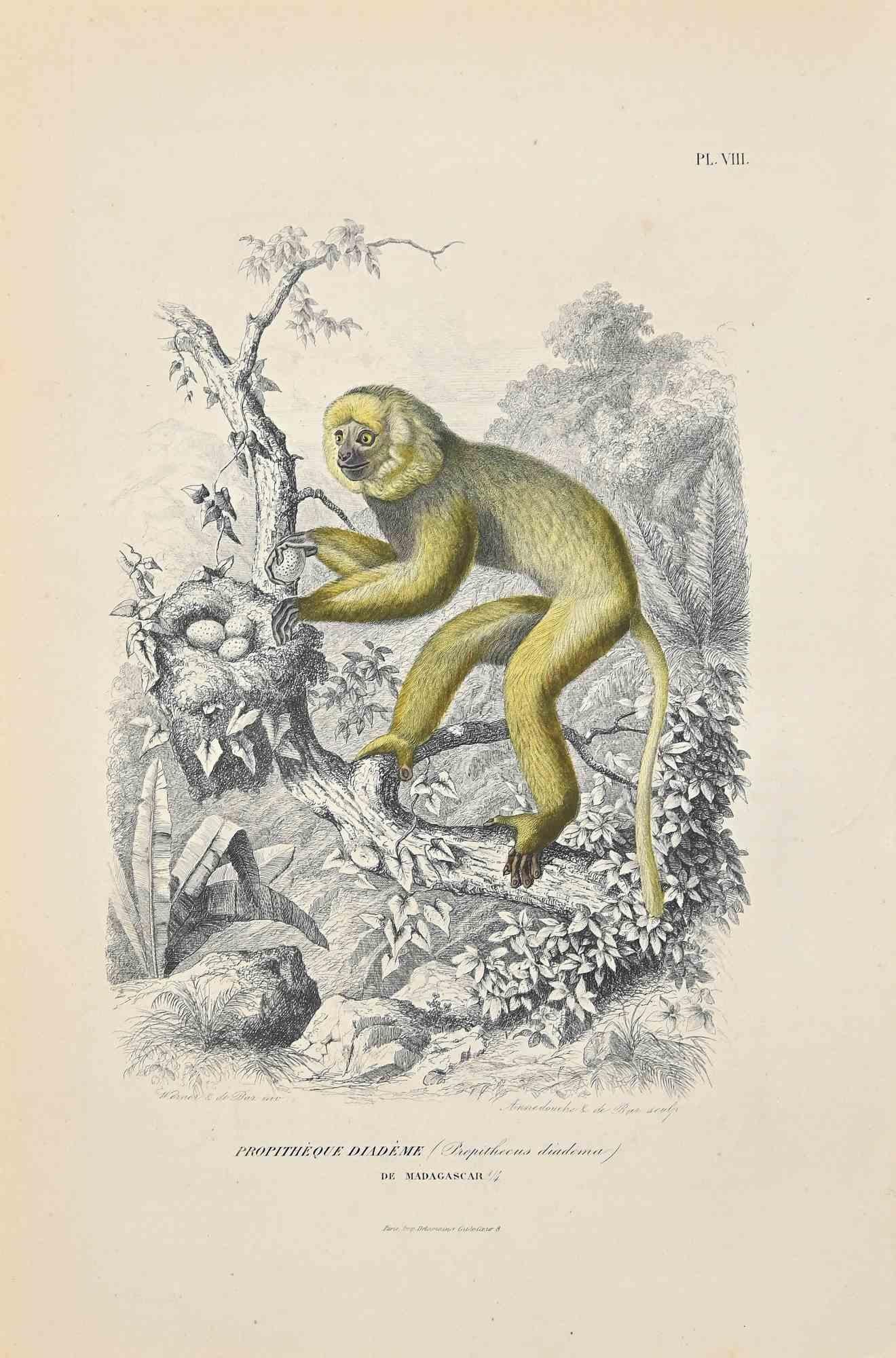 Sifaka diadème est une lithographie originale sur papier couleur ivoire, réalisée par Paul Gervais (1816-1879). L'œuvre est tirée de la série "Les Trois Règnes de la Nature", et a été publiée en 1854.

Bonnes conditions à l'exception de quelques