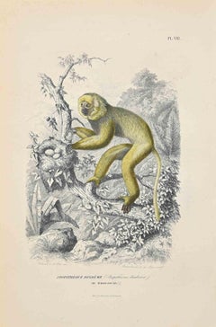 Antique Diademed Sifaka - Original Lithograph by Paul Gervais - 1854