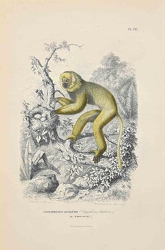 Antique Diademed Sifaka - Original Lithograph by Paul Gervais - 1854