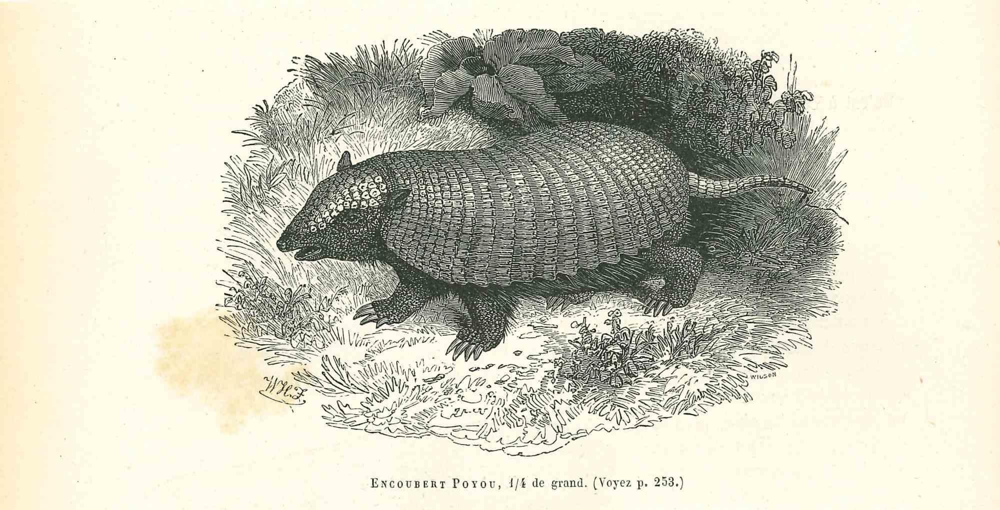 Paul Gervais  Animal Print – Encoubert Poyou – Originallithographie von Paul Gervais, 1854