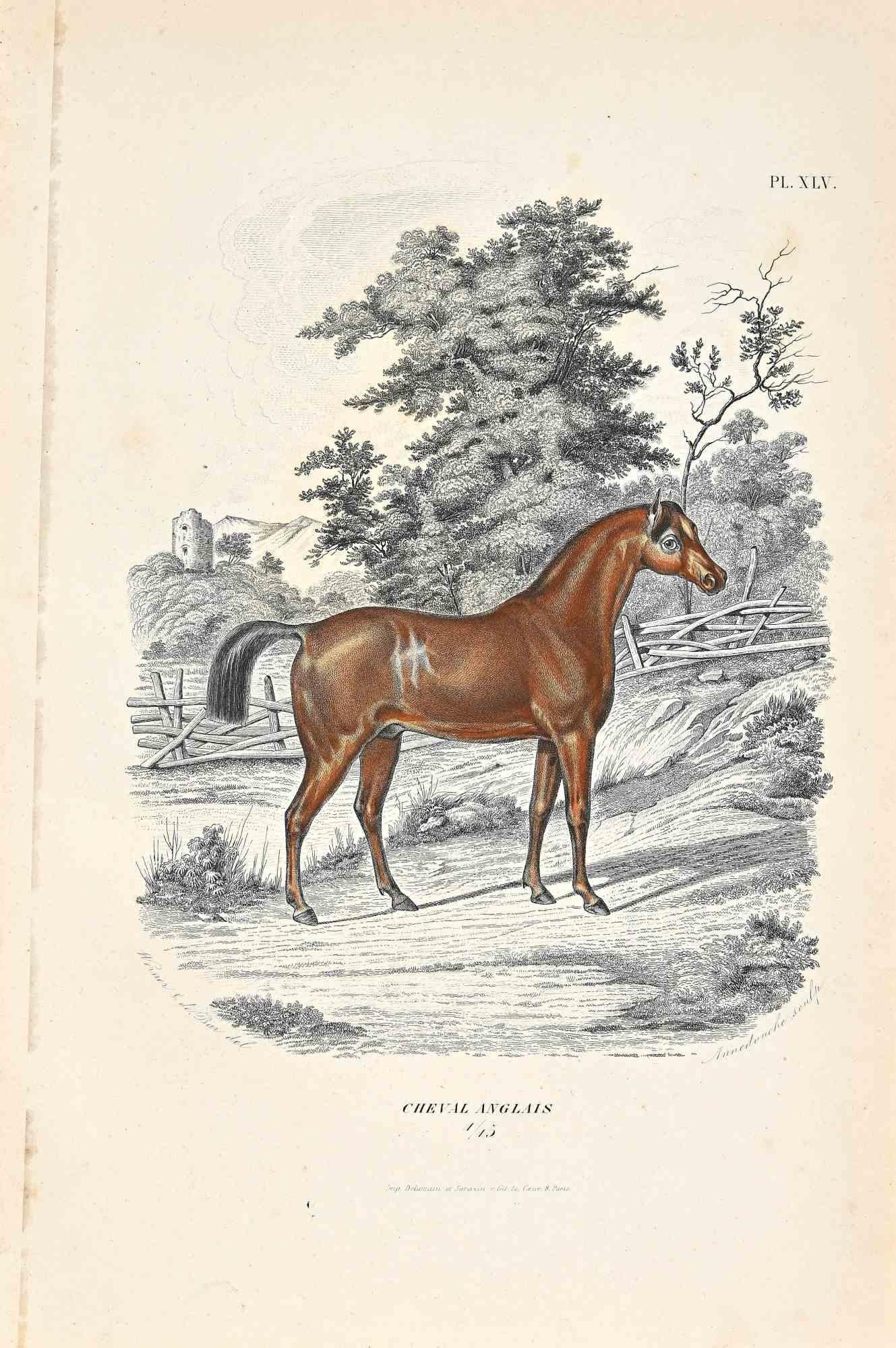 English Horse is an original lithograph on ivory-colored paper, realized by Paul Gervais (1816-1879). The artwork is from The Series of "Les Trois Règnes de la Nature", and was published in 1854.

Good conditions except for some foxings.

Titled on