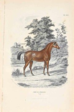 Lithographie originale « English Horse » ( cheval anglais) par Paul Gervais - 1854