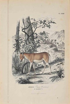 Original Lithographie „Equus Hemionus“ von Paul Gervais, 1854