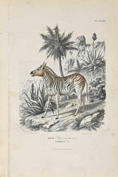 Equus Montanus – Originallithographie von Paul Gervais, 1854