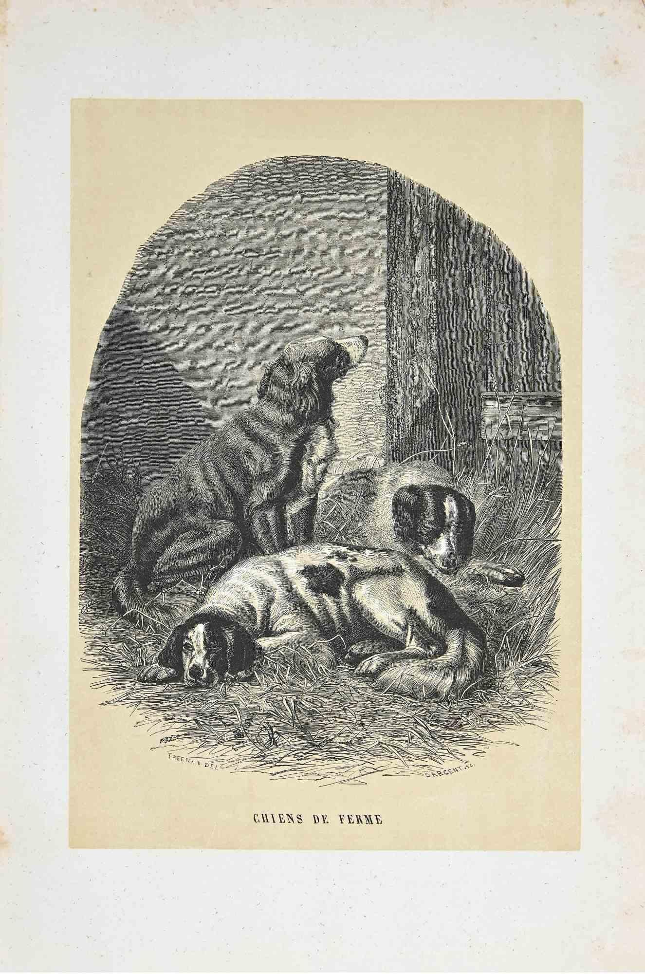 Farm Dogs is an original lithograph on ivory-colored paper, realized by Paul Gervais (1816-1879). The artwork is from The Series of "Les Trois Règnes de la Nature", and was published in 1854.

Good conditions with minor foxing on the frame.

Titled