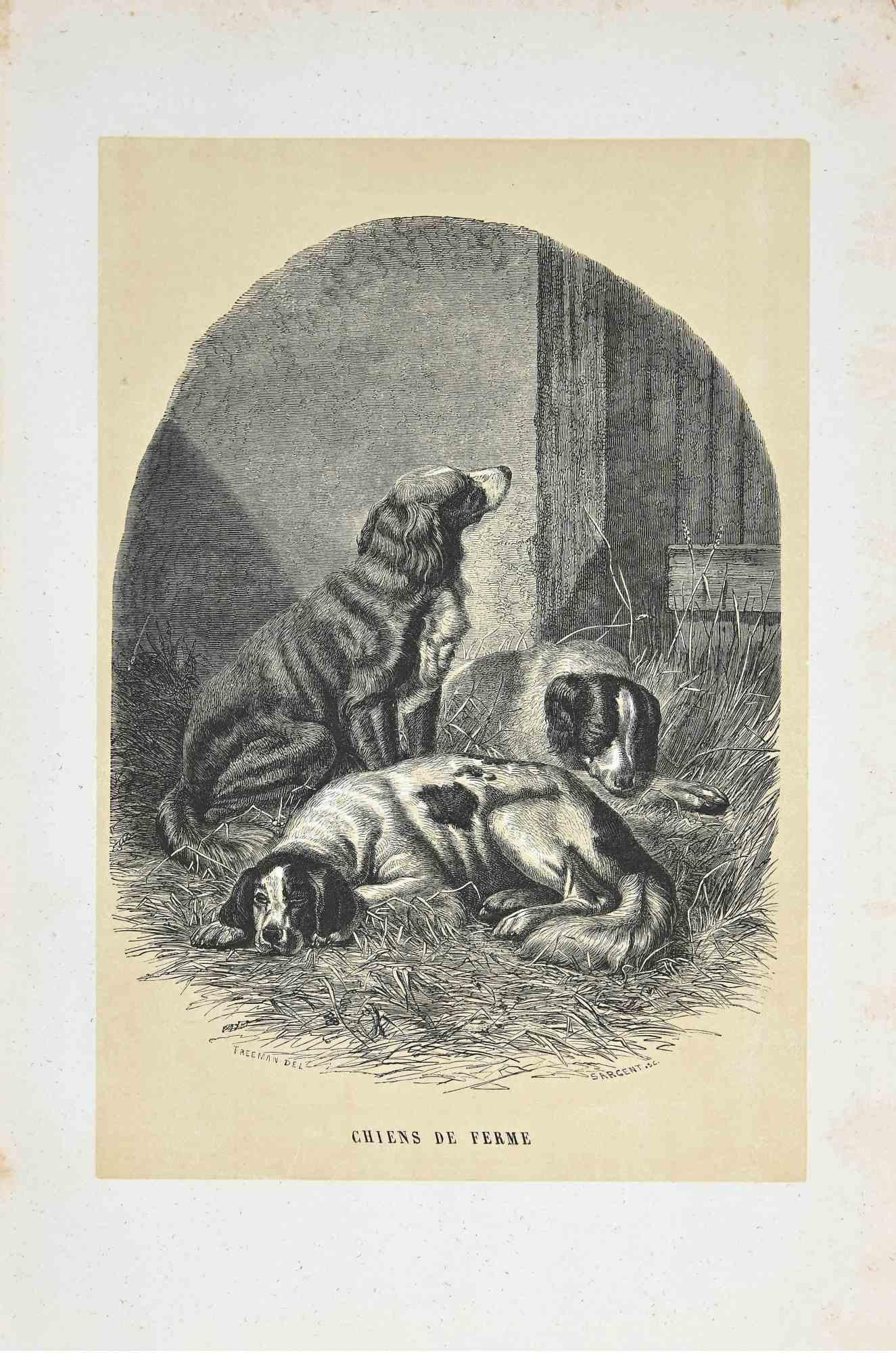 Perros de granja es una litografía original sobre papel color marfil, realizada por Paul Gervais (1816-1879). La obra pertenece a la serie de "Les Trois Règnes de la Nature", y fue publicada en 1854.

En buen estado, con pequeñas imperfecciones en