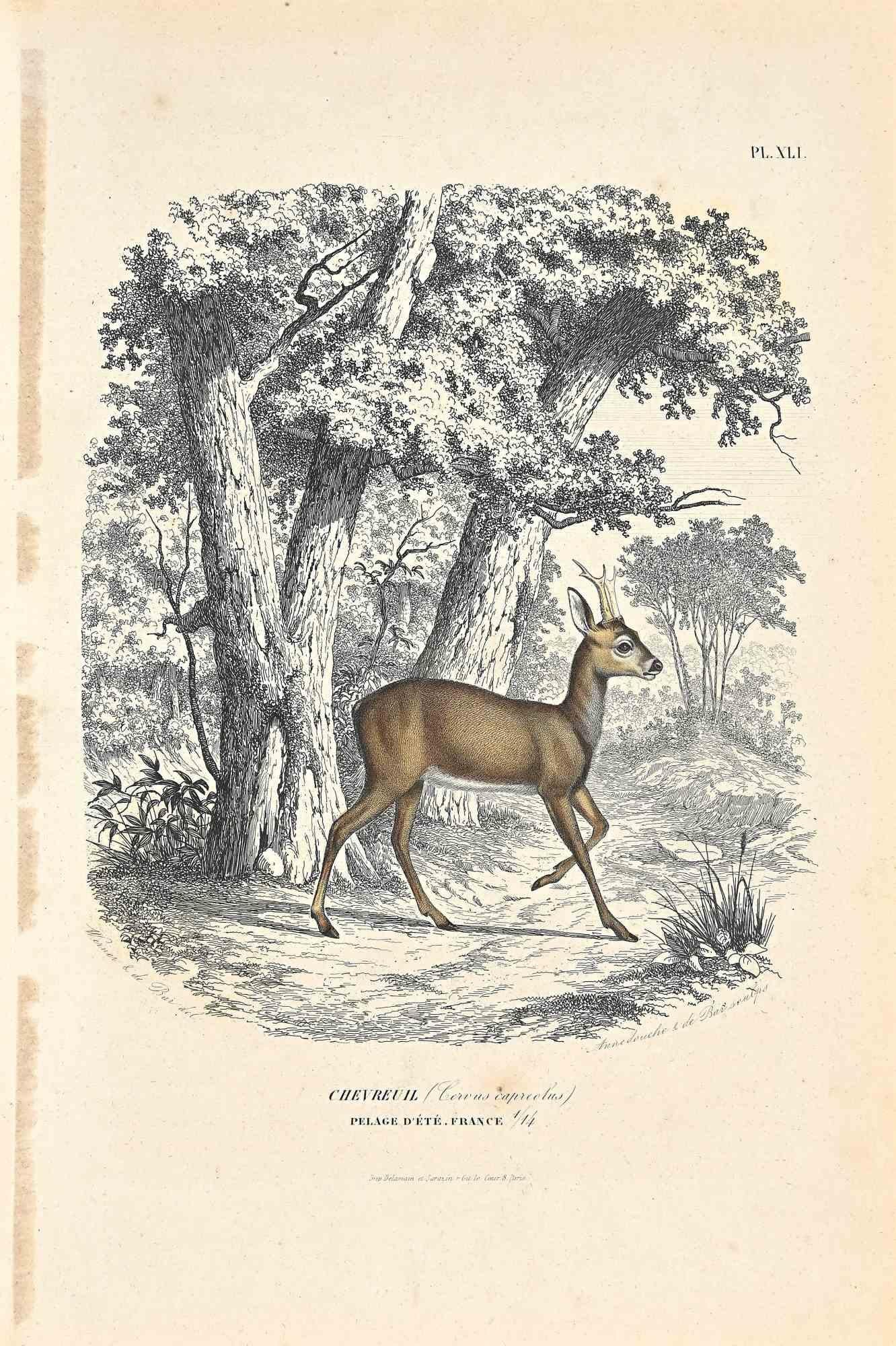 Paul Gervais  Animal Print – Original Lithographie eines Hirschs aus Frankreich von Paul Gervais, 1854