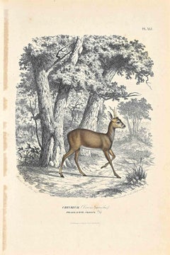 Antique French Deer - Original Lithograph by Paul Gervais - 1854