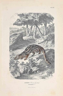 Genette - Lithographie originale de Paul Gervais - 1854