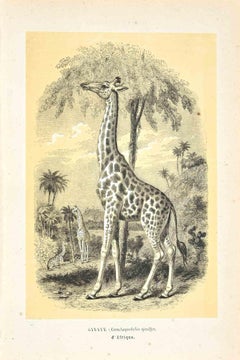 Giraffe - Original Lithograph by Paul Gervais - 1854