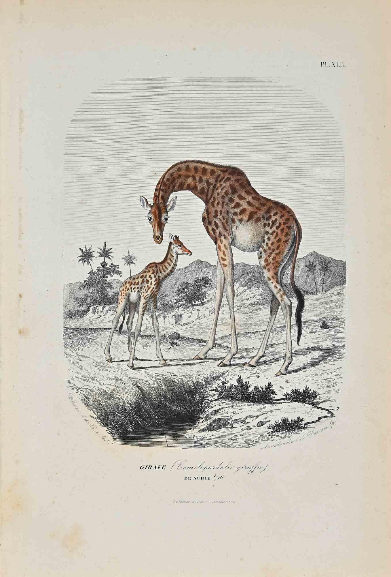 Giraffe is an original lithograph on ivory-colored paper, realized by Paul Gervais (1816-1879). The artwork is from The Series of "Les Trois Règnes de la Nature", and was published in 1854.

Good conditions except for some foxings.

Titled on the