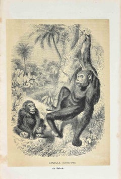 Gorilla - Lithographie originale de Paul Gervais - 1854