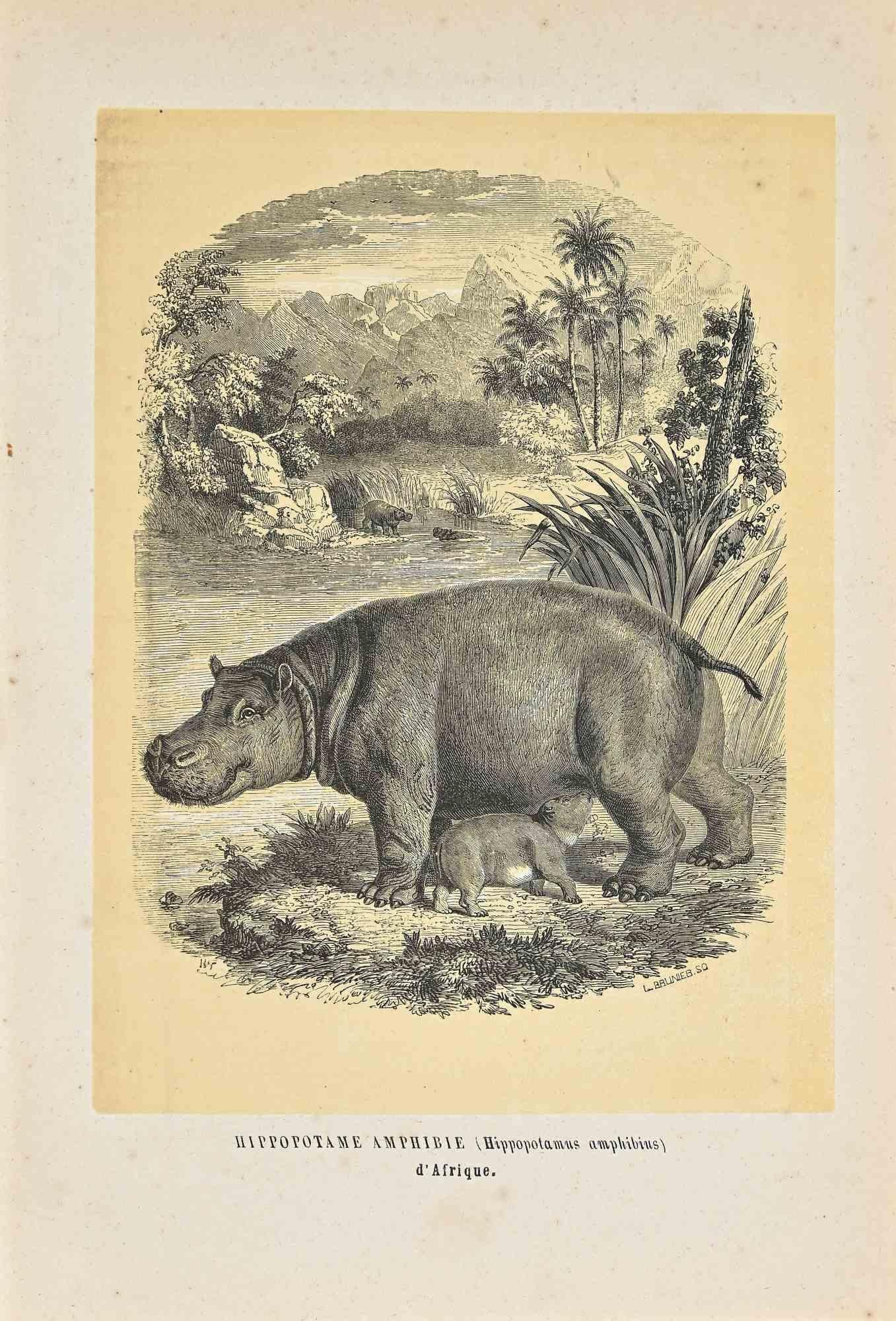 Hippopotamus Amphibious an original lithograph with stencil on ivory-colored paper, realized by Paul Gervais (1816-1879). The artwork is from The Series of "Les Trois Règnes de la Nature", and was published in 1854.

Good conditions.

Titled on the
