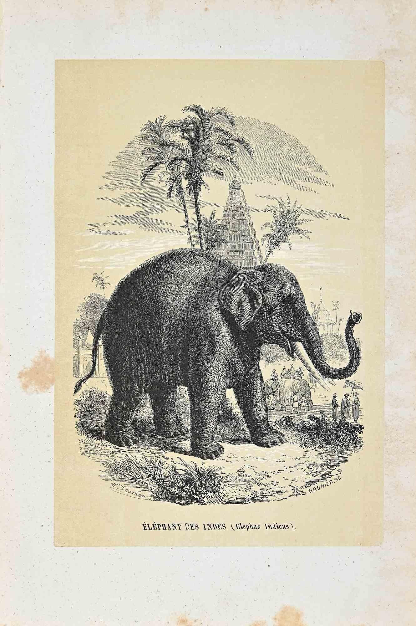Indian Elephant is an original lithograph on ivory-colored paper, realized by Paul Gervais (1816-1879). The artwork is from The Series of "Les Trois Règnes de la Nature", and was published in 1854.

Good conditions except for some foxings.

Titled