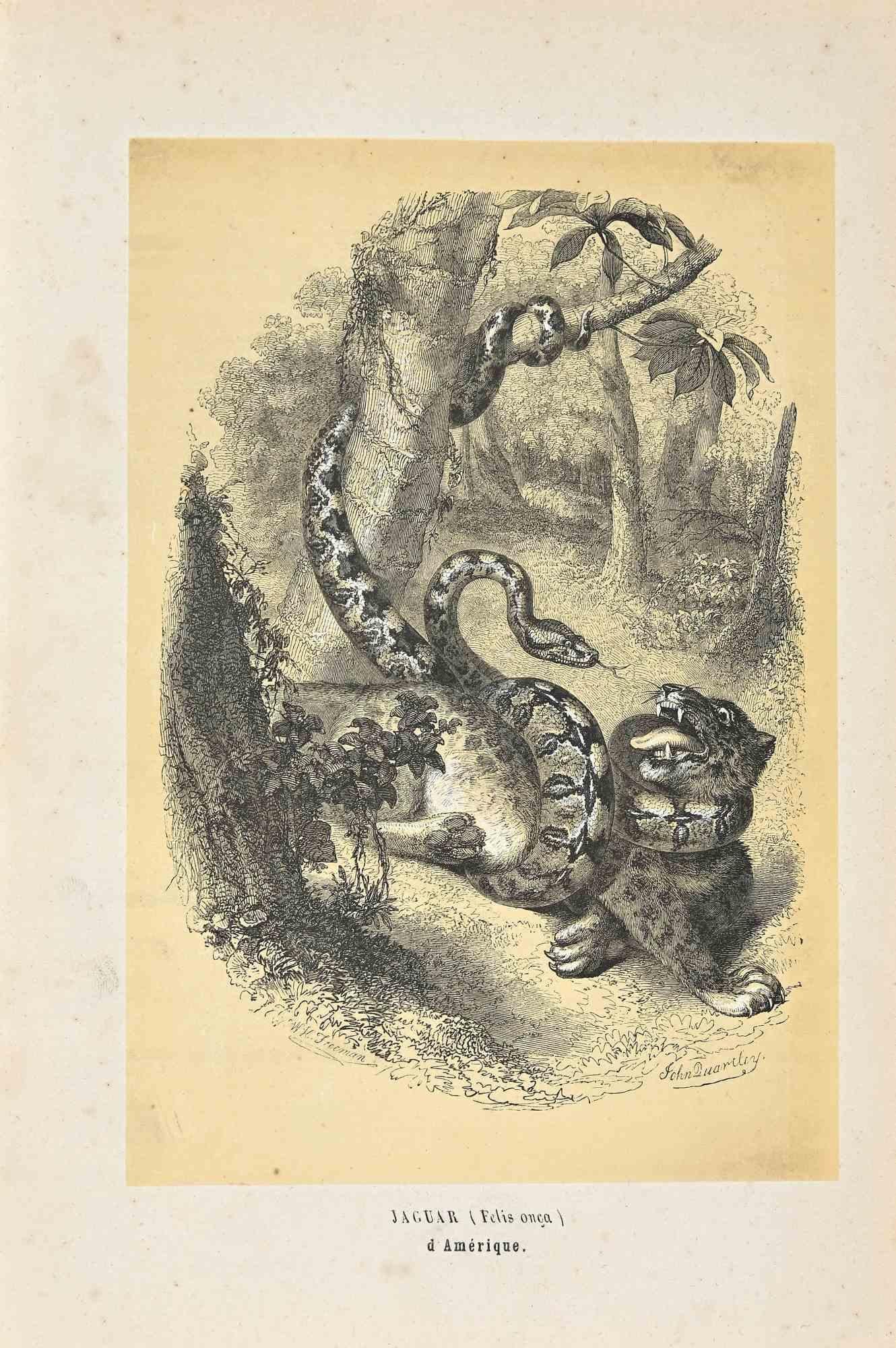 Jaguar ist eine Originallithografie auf elfenbeinfarbenem Papier, die von Paul Gervais (1816-1879) geschaffen wurde. Das Kunstwerk stammt aus der Serie "Les Trois Règnes de la Nature" und wurde 1854 veröffentlicht.

Guter Zustand bis auf einige