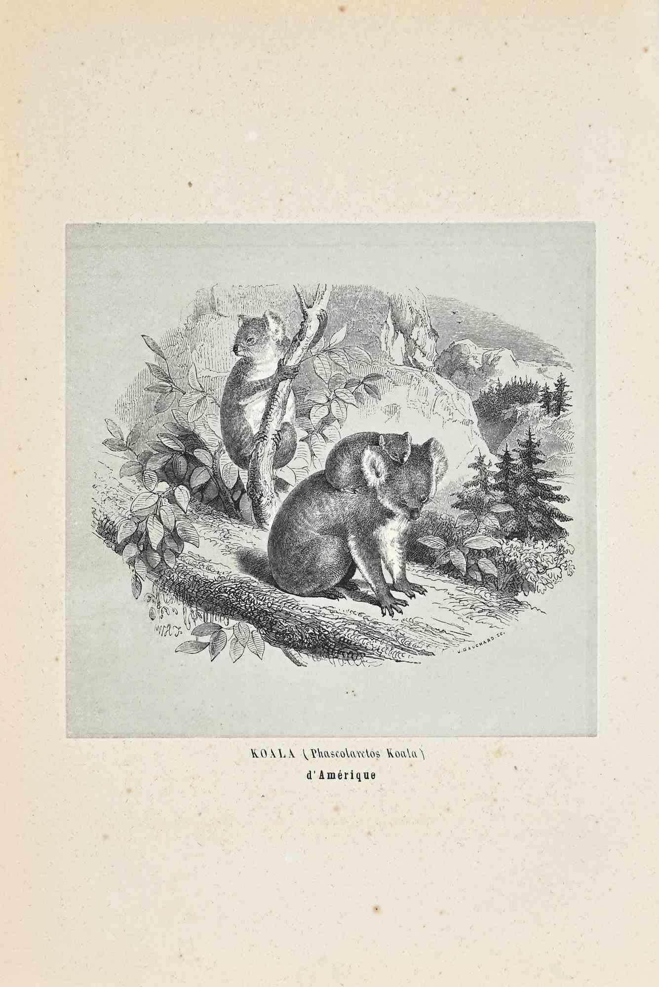 Koala is an original lithograph with stencil on ivory-colored paper, realized by Paul Gervais (1816-1879). The artwork is from The Series of "Les Trois Règnes de la Nature", and was published in 1854.

Good conditions.

Titled on the lower.

The