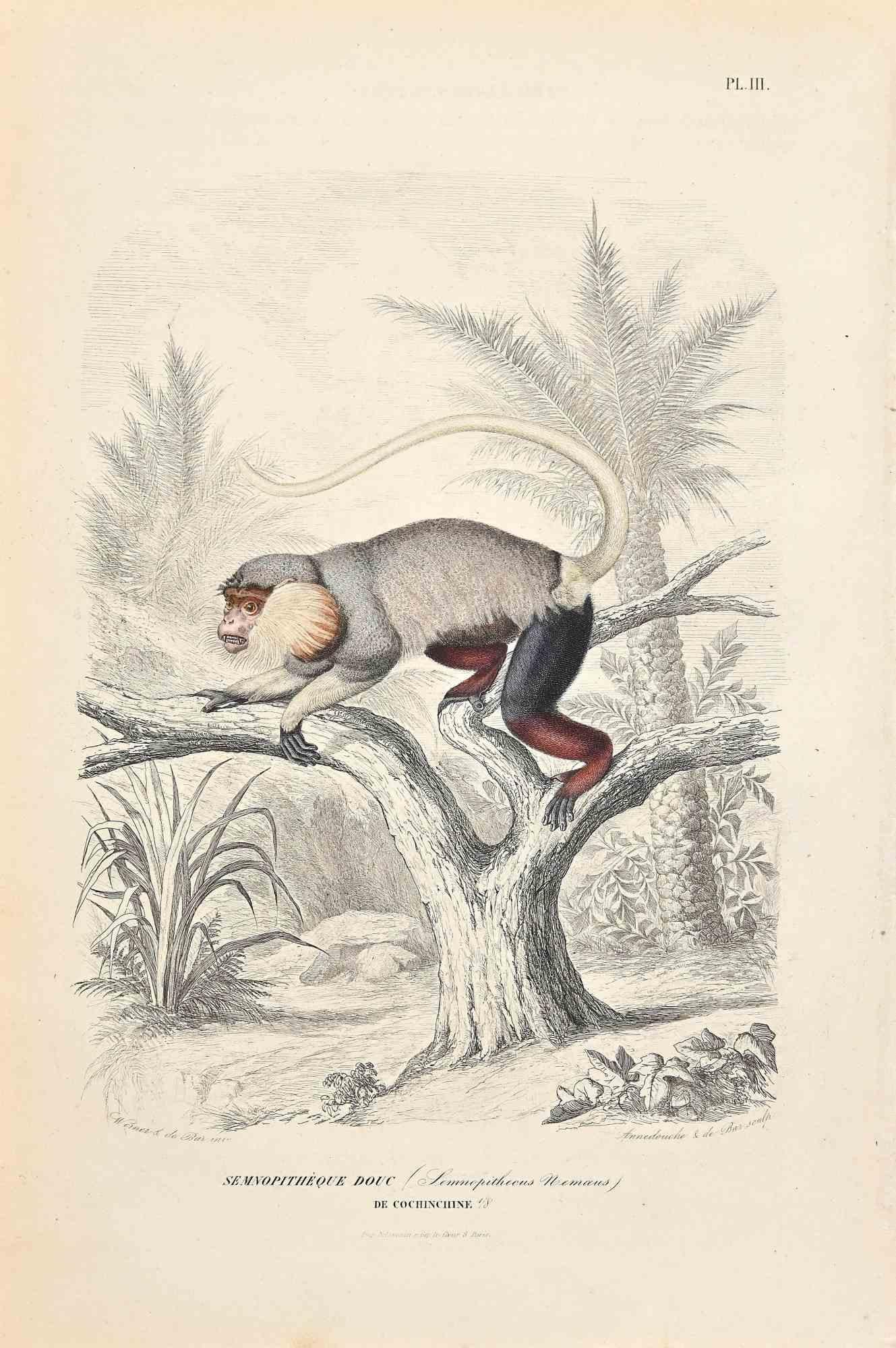 Langur is an original lithograph on ivory-colored paper, realized by Paul Gervais (1816-1879). The artwork is from The Series of "Les Trois Règnes de la Nature", and was published in 1854.

Good conditions except for some foxings.

Titled on the