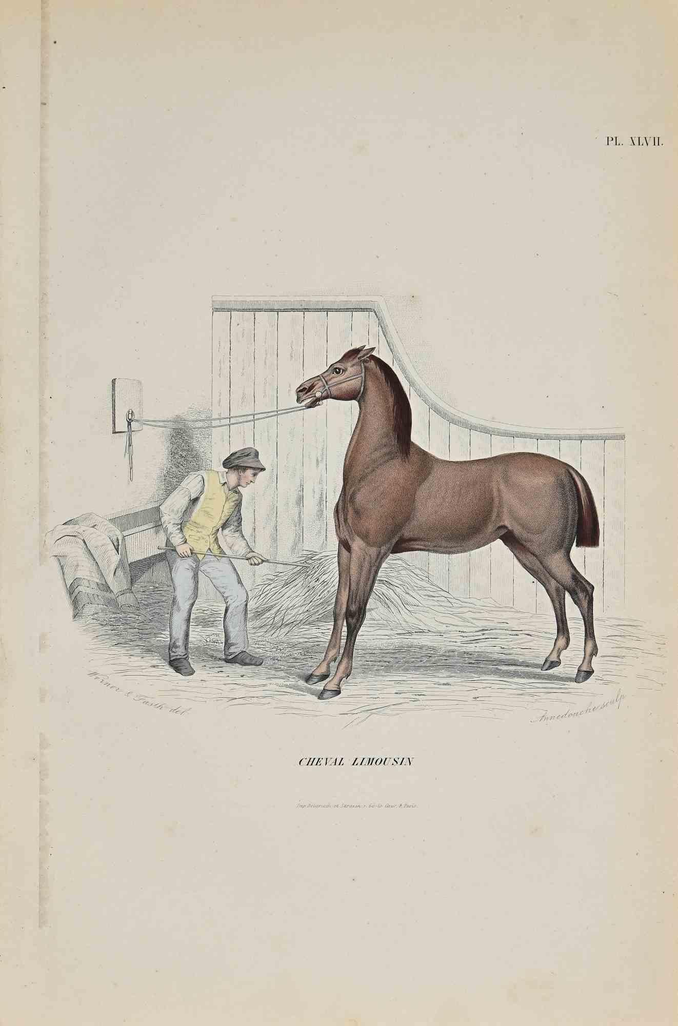 Limousin Horseis an original lithograph with stencil on ivory-colored paper, realized by Paul Gervais (1816-1879). The artwork is from The Series of "Les Trois Règnes de la Nature", and was published in 1854.

Good conditions.

Titled on the
