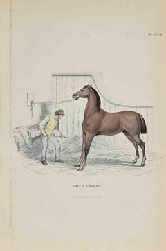 Antique Limousin Horse - Original Lithograph by Paul Gervais - 1854