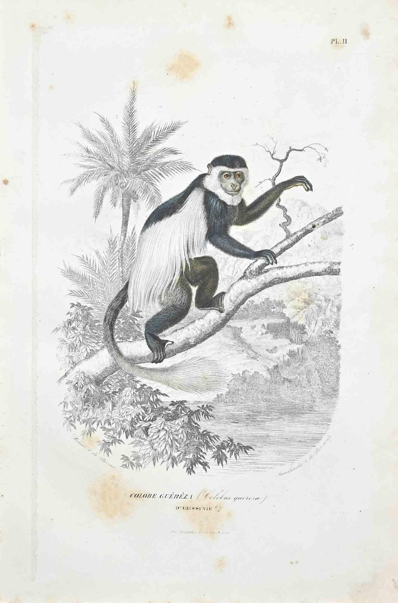 Mantled Guereza is an original lithograph on ivory-colored paper, realized by Paul Gervais (1816-1879). The artwork is from The Series of "Les Trois Règnes de la Nature", and was published in 1854.

Good conditions except for some foxings.

Titled