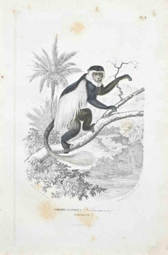 Mantled Guereza - Lithographie originale de Paul Gervais - 1854