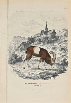 Mouflon Musmon - Original Lithograph by Paul Gervais - 1854