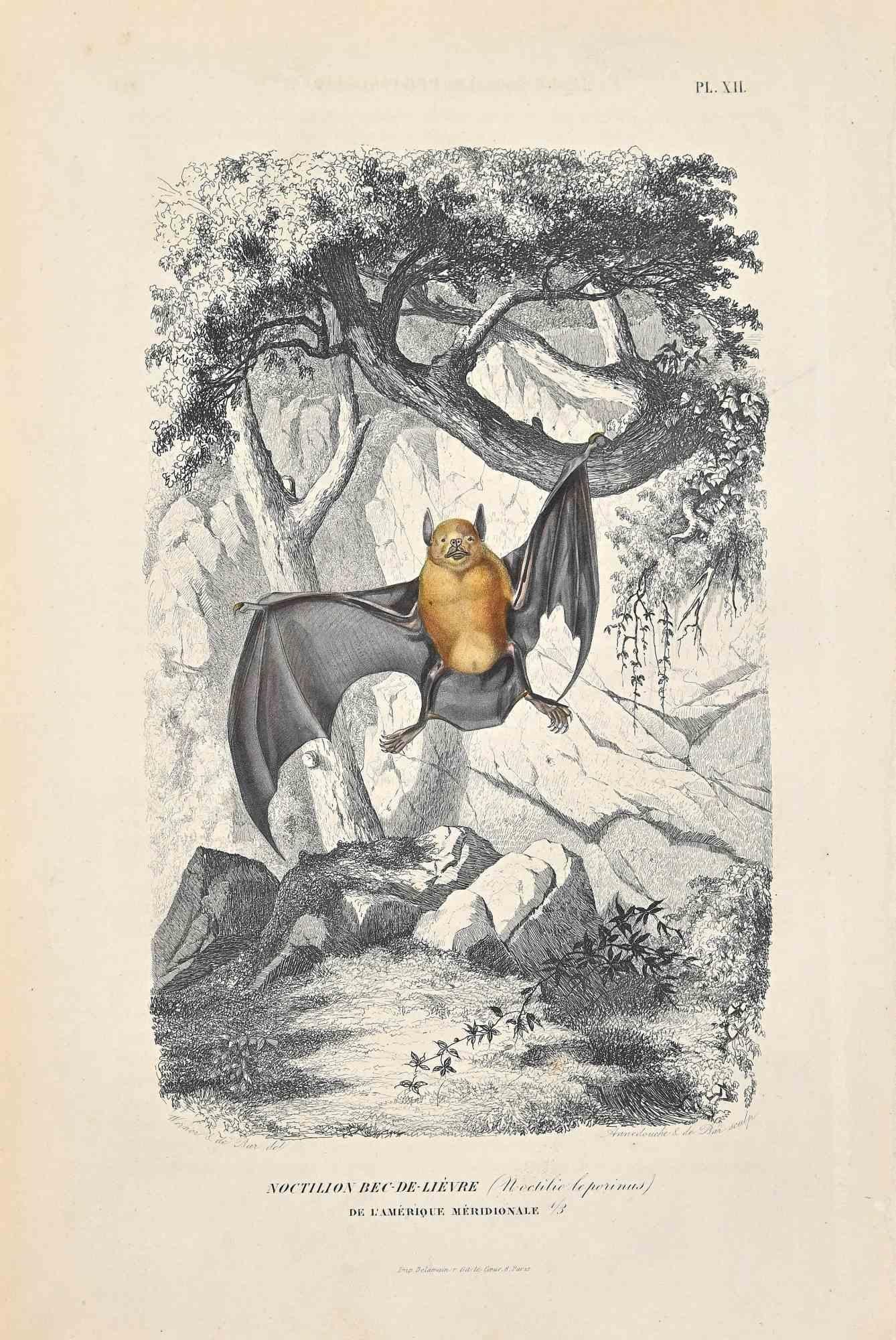Noctule Bat - Original Lithograph by Paul Gervais - 1854