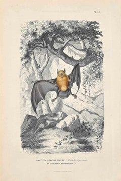 Antique Noctule Bat - Original Lithograph by Paul Gervais - 1854