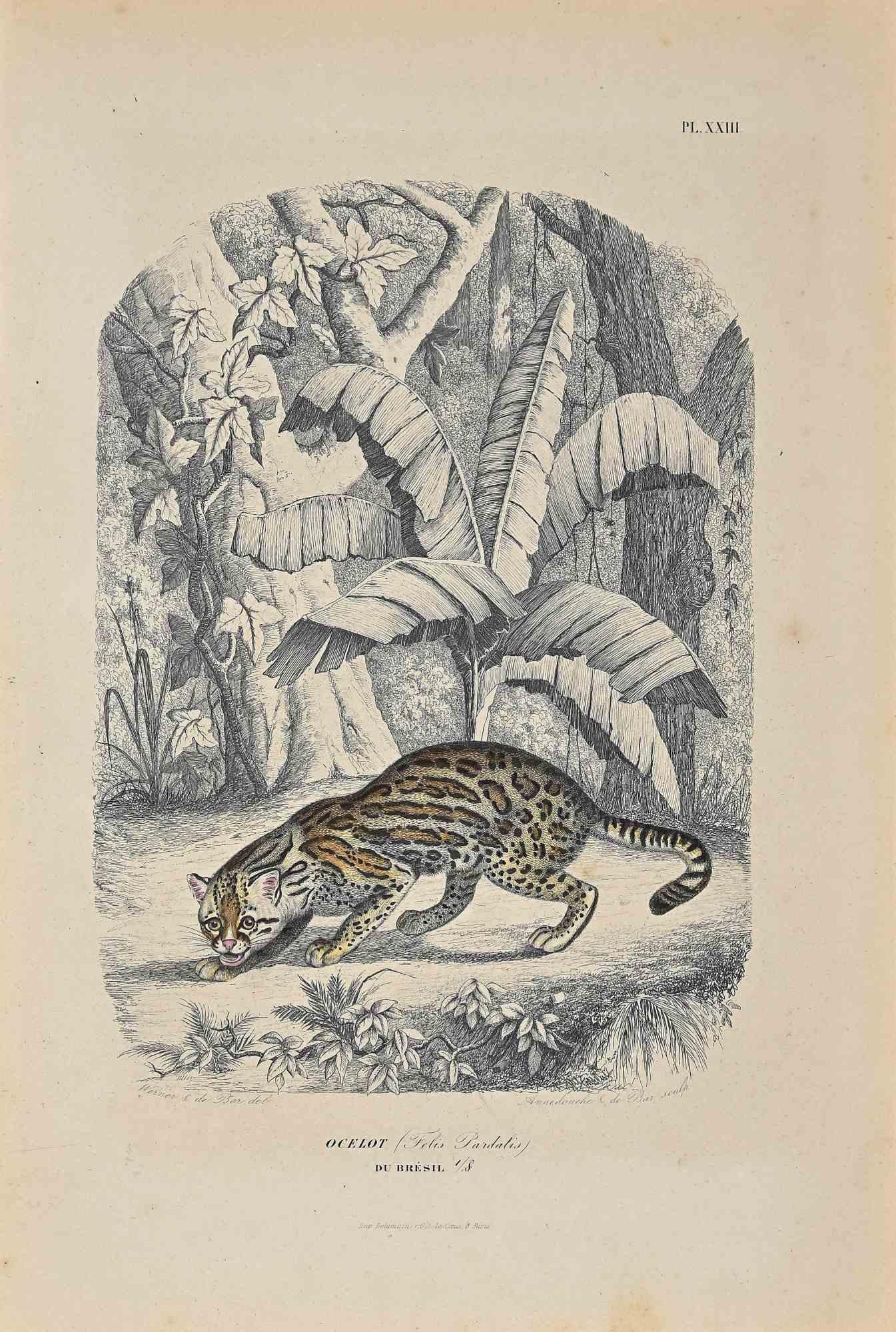 Ocelot is an original lithograph on ivory-colored paper, realized by Paul Gervais (1816-1879). The artwork is from The Series of "Les Trois Règnes de la Nature", and was published in 1854.

Good conditions except for some foxings.

Titled on the