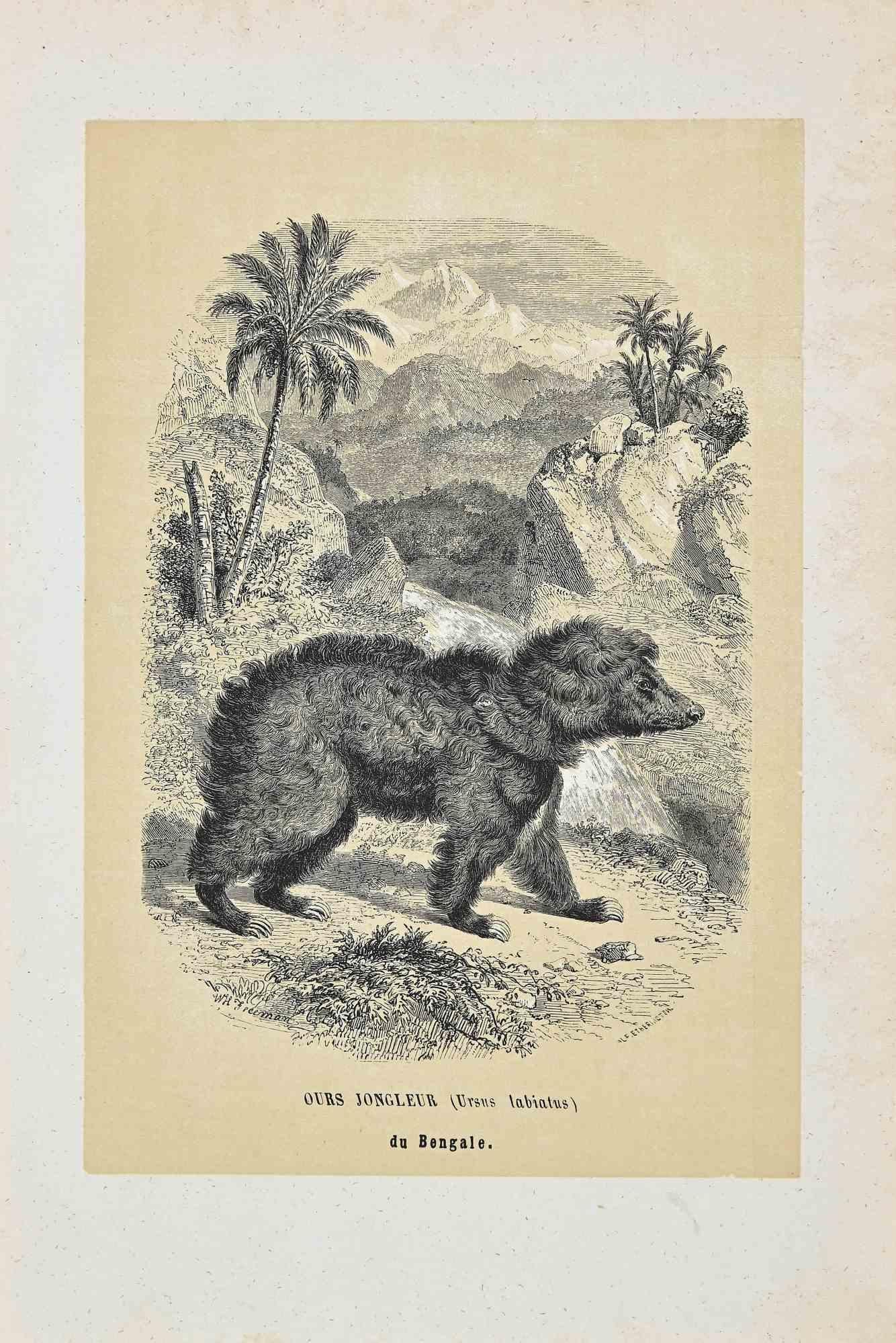 Ours Jongleur an original lithograph with stencil on ivory-colored paper, realized by Paul Gervais (1816-1879). The artwork is from The Series of "Les Trois Règnes de la Nature", and was published in 1854.

Good conditions.

Titled on the