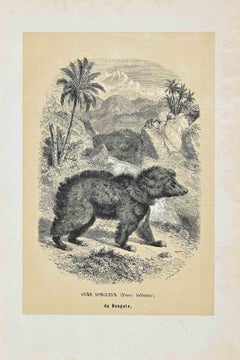 Ours Jongleur  - Original Lithograph by Paul Gervais - 1854