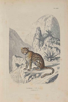 La panthère - Lithographie originale de Paul Gervais - 1854