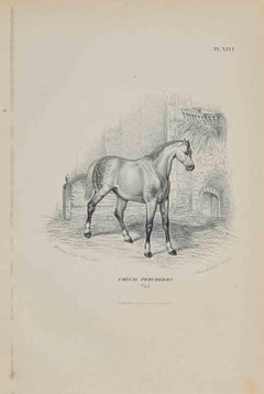 Percheron Horse - Original Lithograph by Paul Gervais - 1854