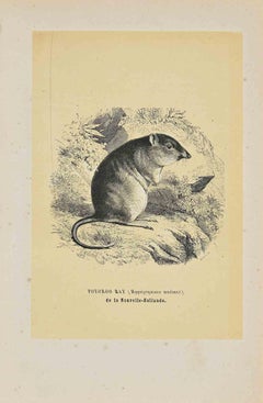 Antique Potoroo Rat - Original Lithograph by Paul Gervais - 1854