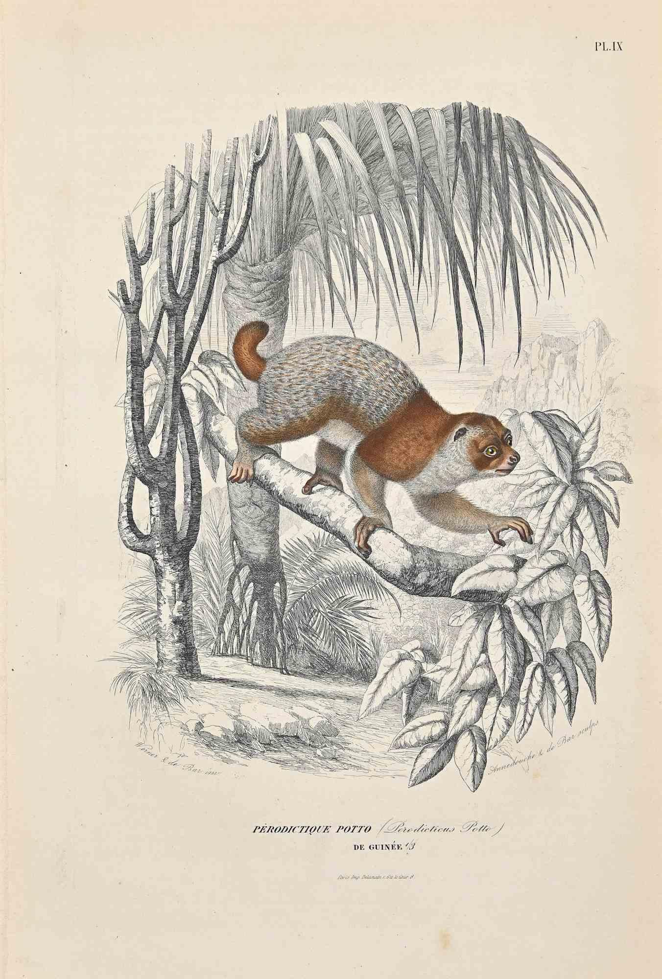 Potto is an original lithograph on ivory-colored paper, realized by Paul Gervais (1816-1879). The artwork is from The Series of "Les Trois Règnes de la Nature", and was published in 1854.

Good conditions except for some foxings.

Titled on the