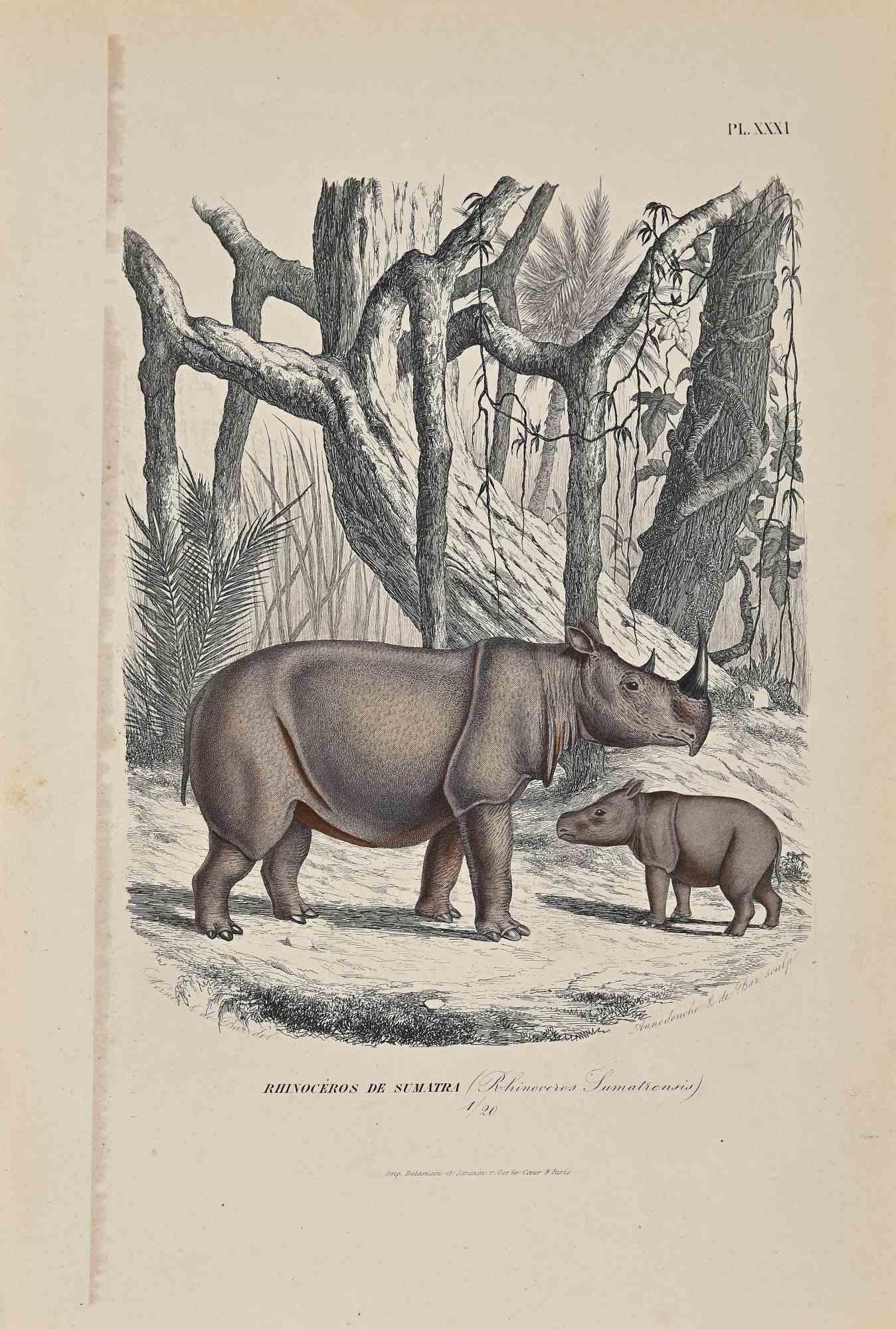Rhinoceros of Sumatra is an original lithograph on ivory-colored paper, realized by Paul Gervais (1816-1879). The artwork is from The Series of "Les Trois Règnes de la Nature", and was published in 1854.

Good conditions except for some
