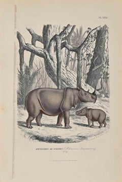 Rhinoceros of Sumatra - Lithographie originale de Paul Gervais - 1854