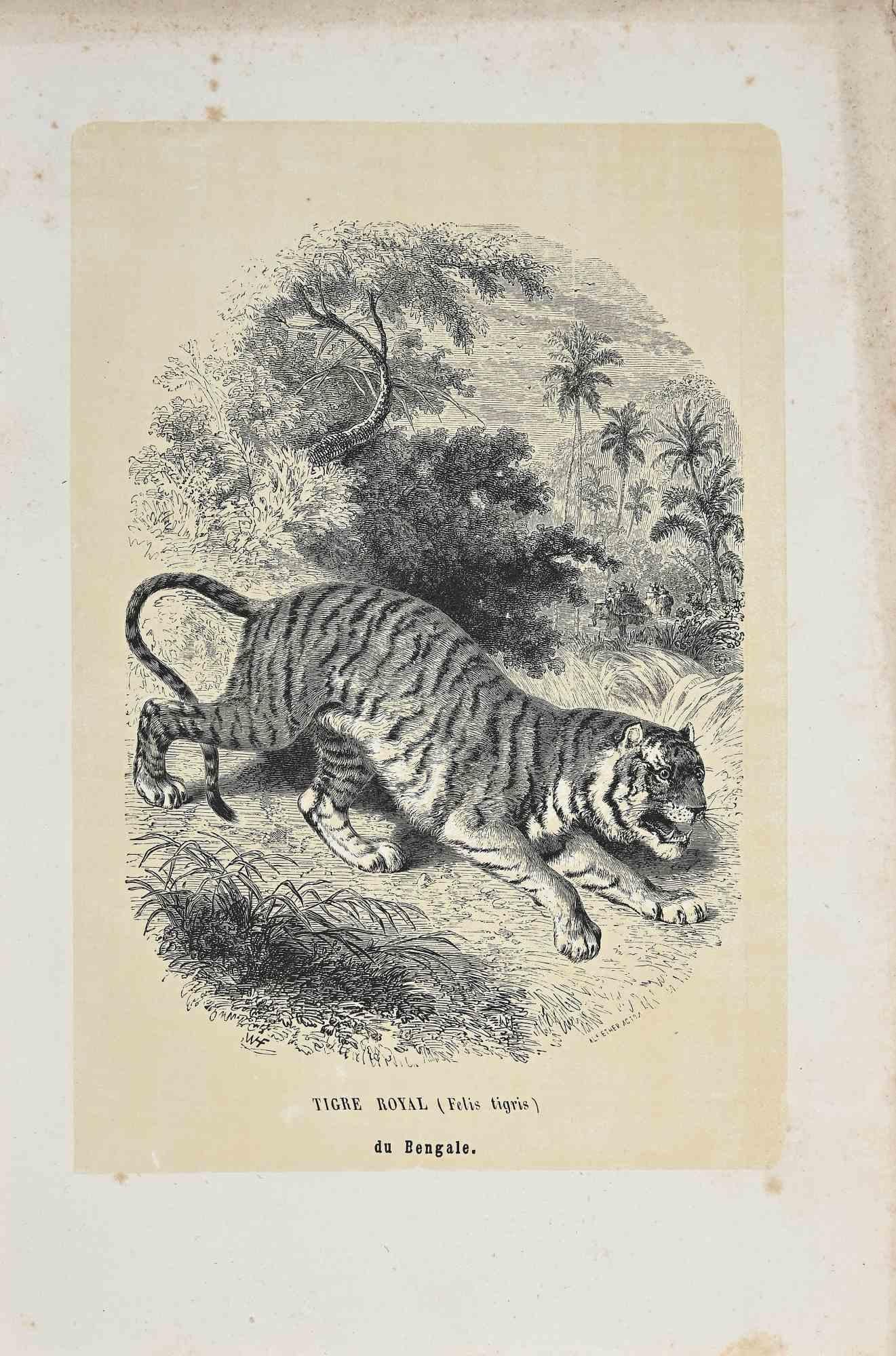 Royal Tiger is an original lithograph on ivory-colored paper, realized by Paul Gervais (1816-1879). The artwork is from The Series of "Les Trois Règnes de la Nature", and was published in 1854.

Good conditions with foxing along with the frame of