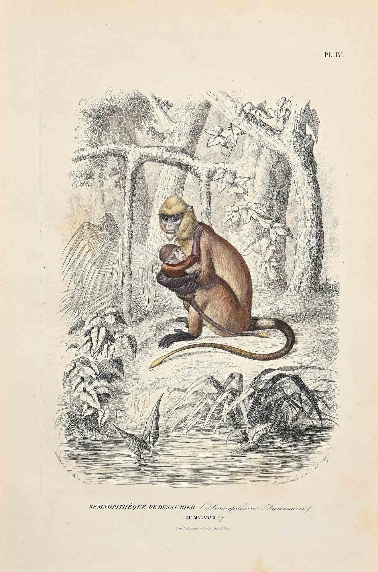 Semnopitheque de Dussumier is an original lithograph on ivory-colored paper, realized by Paul Gervais (1816-1879). The artwork is from The Series of "Les Trois Règnes de la Nature", and was published in 1854.

Good conditions except for some