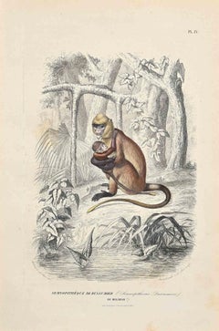 Semnopitheque de Dussumier - Original Lithograph by Paul Gervais - 1854