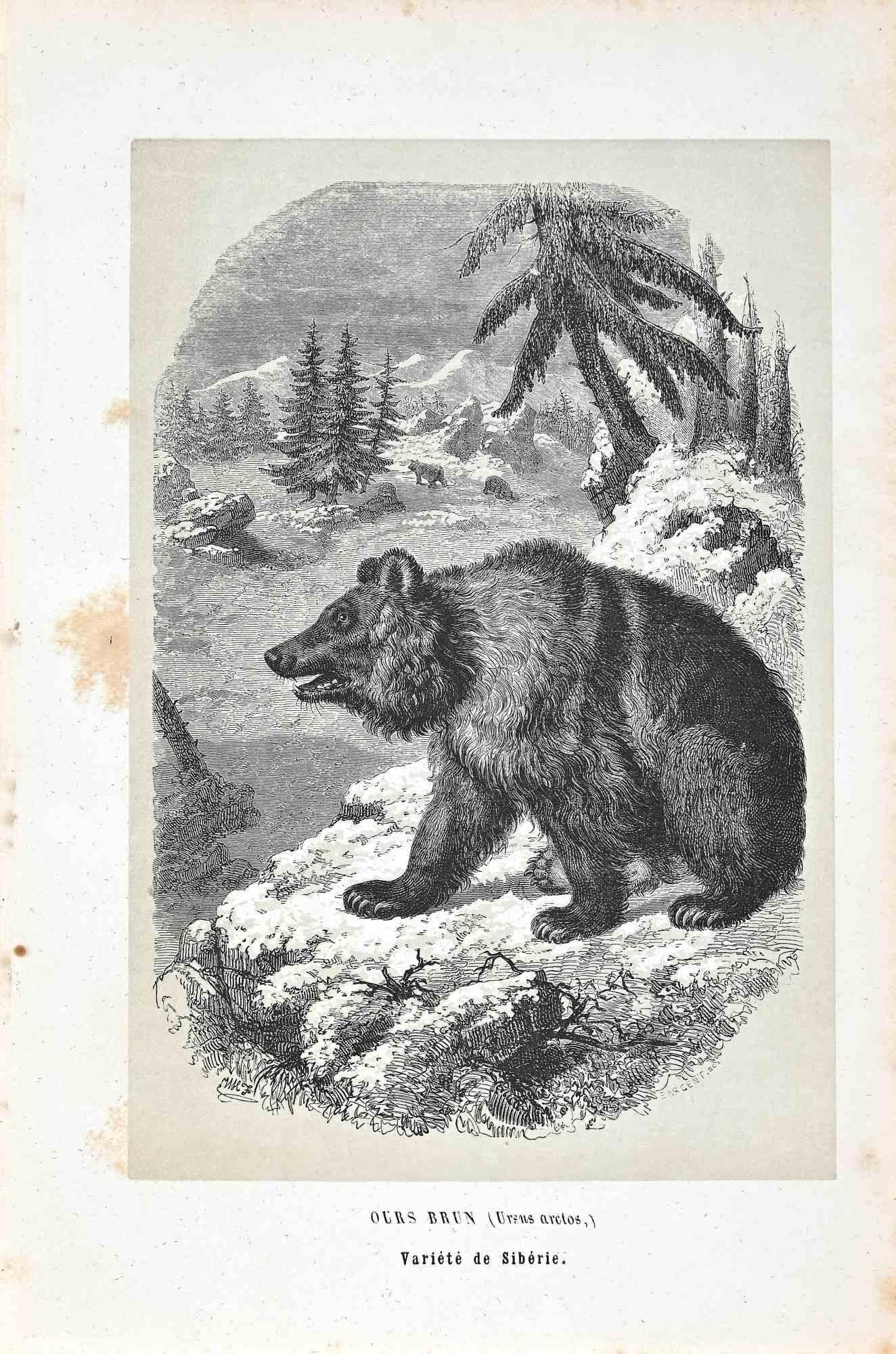 Ours de Sibérie est une lithographie originale sur papier couleur ivoire, réalisée par Paul Gervais (1816-1879). L'œuvre est issue de la série "Les Trois Règnes de la Nature", et a été publiée en 1854.

Bon état, à l'exception de quelques rousseurs