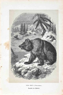 L'ours de Sibérie - Lithographie originale de Paul Gervais - 1854