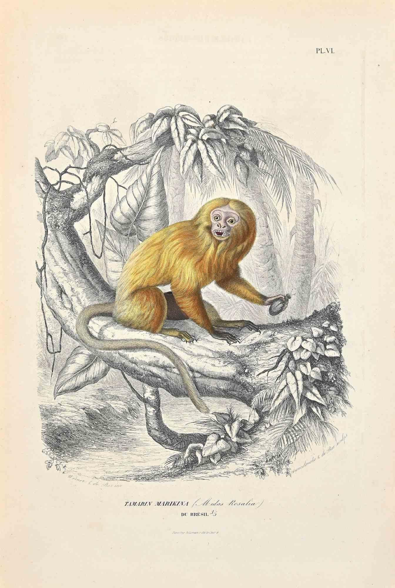 Tamarin est une lithographie originale sur papier couleur ivoire, réalisée par Paul Gervais (1816-1879). L'œuvre est tirée de la série "Les Trois Règnes de la Nature", et a été publiée en 1854.

Bonnes conditions à l'exception de quelques