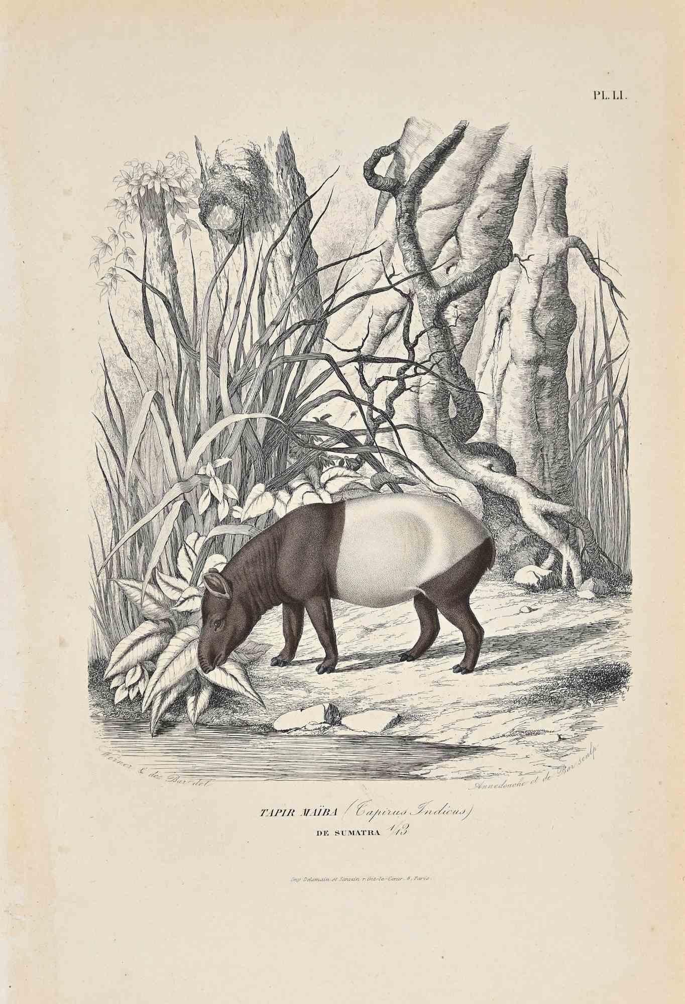 Tapir Maiba ist eine Originallithografie auf elfenbeinfarbenem Papier, die von Paul Gervais (1816-1879) geschaffen wurde. Das Kunstwerk stammt aus der Serie "Les Trois Règnes de la Nature" und wurde 1854 veröffentlicht.

Guter Zustand bis auf einige